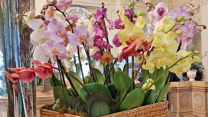 Áprilisban jön az Orchidea- és Bromélia Kiállítás