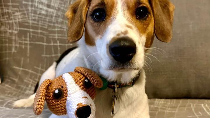 Kutyákról mintázott cuki amigurumi figurák